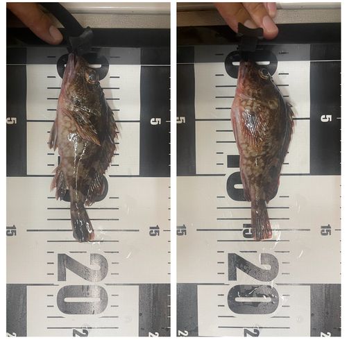 アラカブの釣果