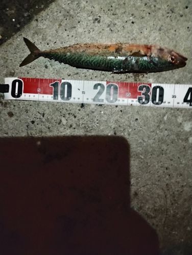 サバの釣果