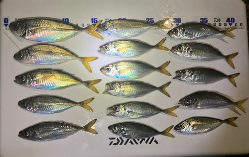 アジの釣果
