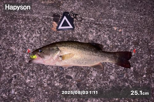 ラージマウスバスの釣果