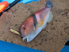 イラの釣果