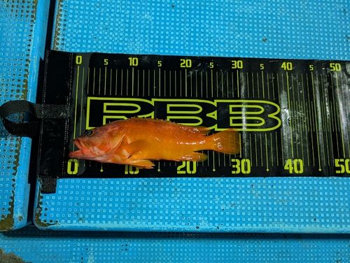 アカハタの釣果