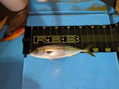 ハマチの釣果