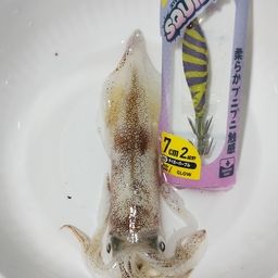 ケンサキイカ