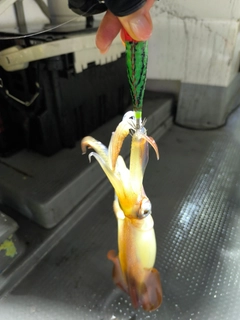 スルメイカの釣果