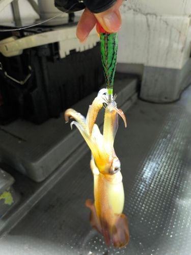 スルメイカの釣果