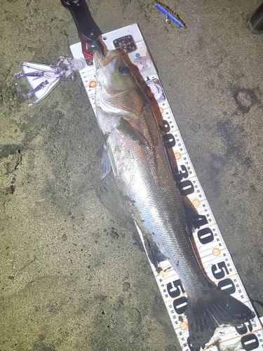 フッコ（マルスズキ）の釣果