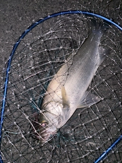 ヒラスズキの釣果
