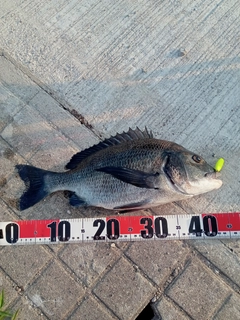 チヌの釣果
