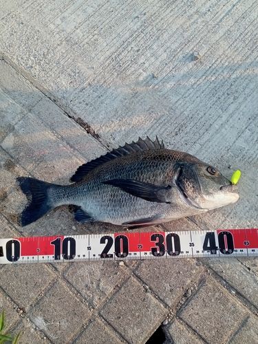 チヌの釣果