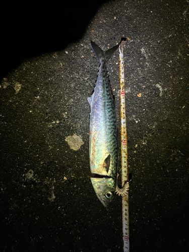 サバの釣果
