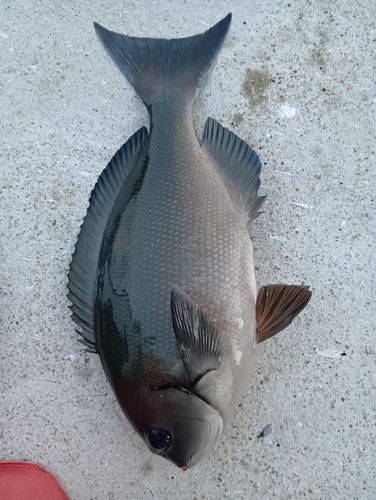 クロメジナの釣果