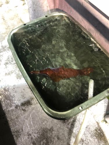 アカイカの釣果