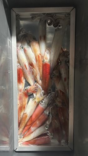 イカの釣果