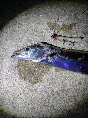 タチウオの釣果