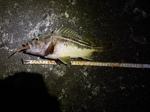 シマゾイの釣果