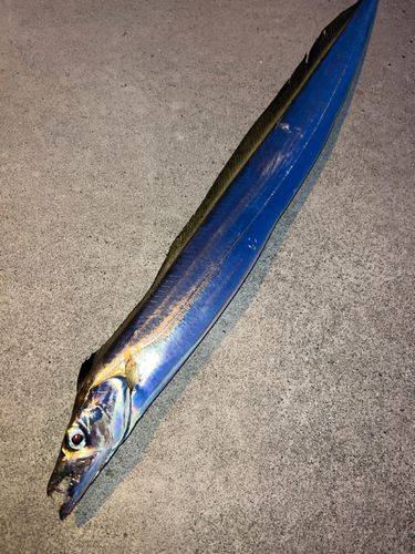 タチウオの釣果