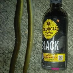 セイゴ（マルスズキ）