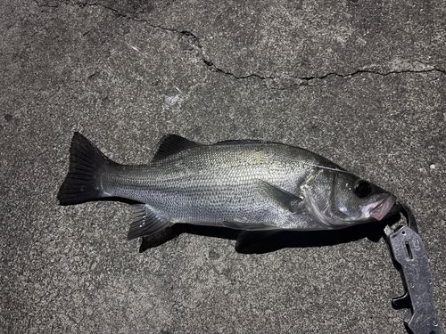 フッコ（ヒラスズキ）の釣果