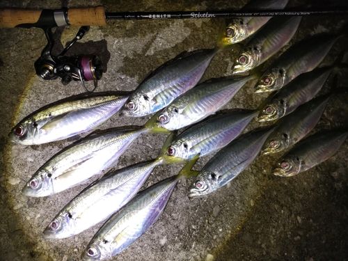 アジの釣果