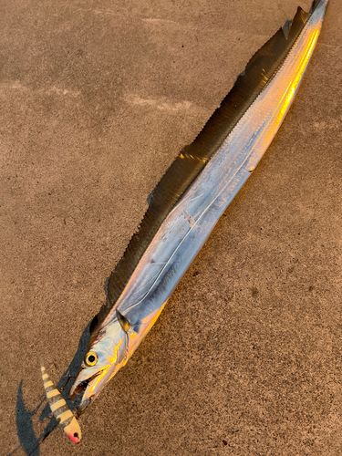 タチウオの釣果