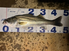 シーバスの釣果
