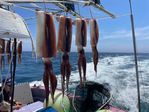 スルメイカの釣果