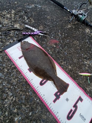 ヒラメの釣果