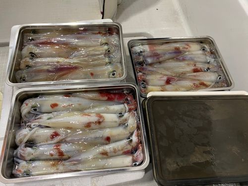 シロイカの釣果