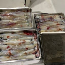 シロイカ