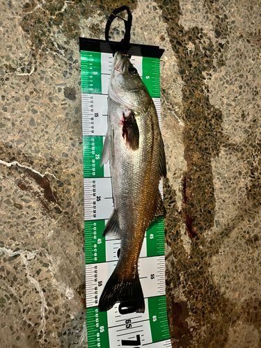 スズキの釣果