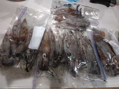 ケンサキイカの釣果