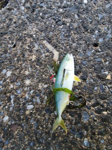 フクラギの釣果