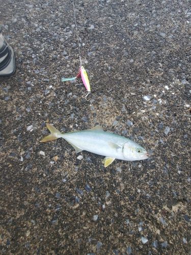 フクラギの釣果