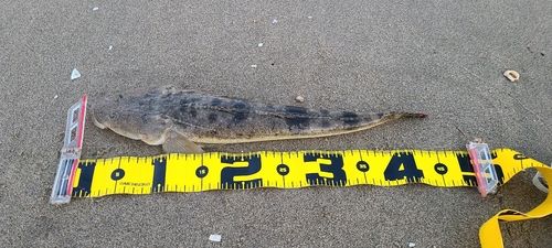 マゴチの釣果