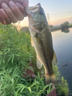 ラージマウスバスの釣果