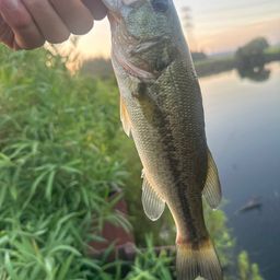 ラージマウスバス