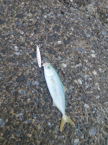 フクラギの釣果