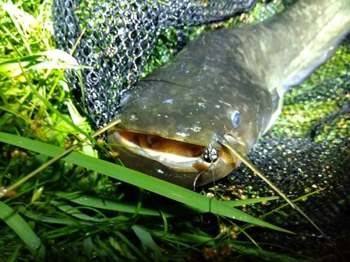 ナマズの釣果