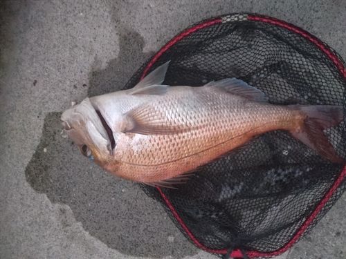タイの釣果