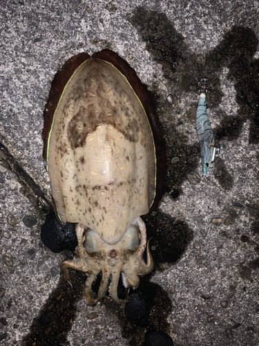 コウイカの釣果