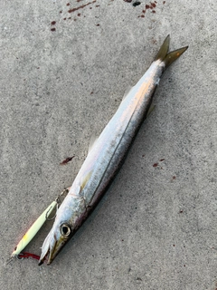 カマスの釣果