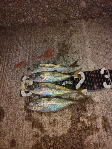アジの釣果
