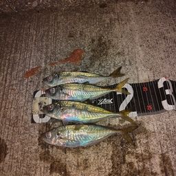 アジ