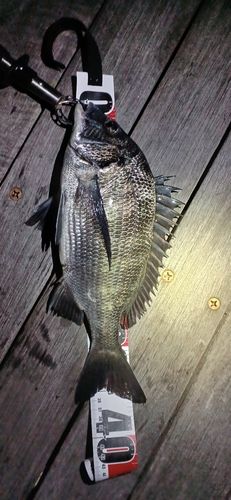 クロダイの釣果