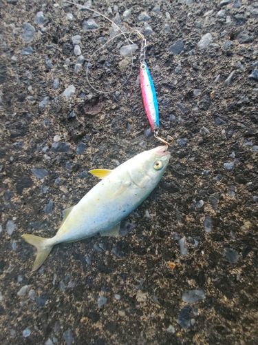 フクラギの釣果