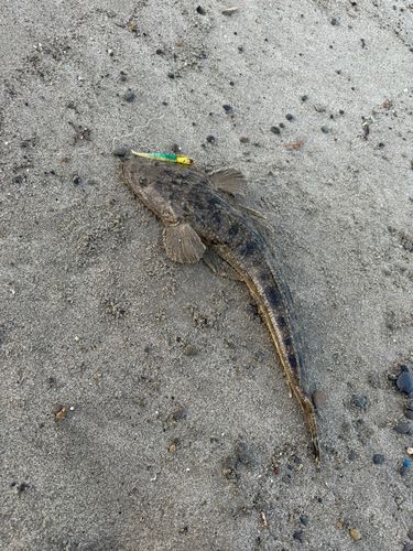 マゴチの釣果