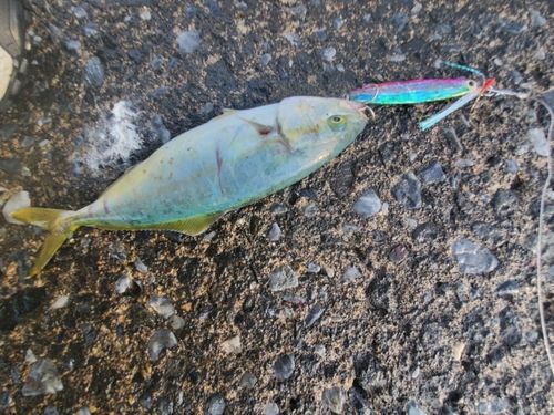 フクラギの釣果