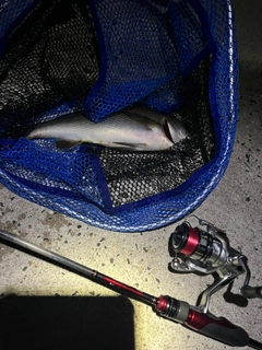 イサキの釣果
