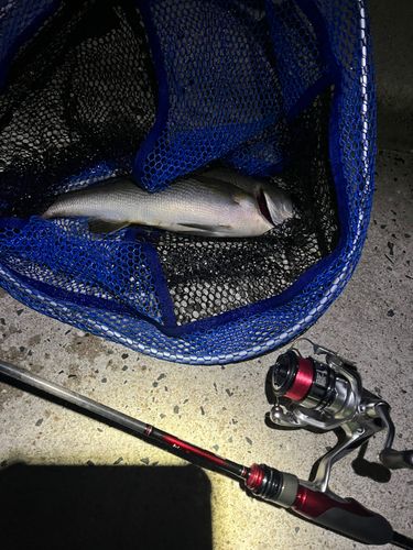 イサキの釣果
